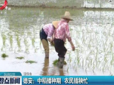 德安：中稻播种期 农民插秧忙
