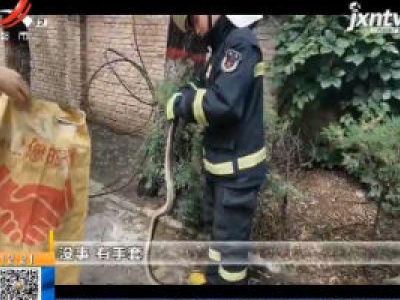 陕西延安：大蛇盘踞学校旁树杈 消防成功处置