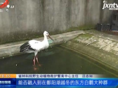 【“解救东方白鹳” 后续】南昌：来来来 请给三只东方白鹳取个好名儿