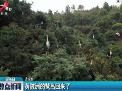 吉安：黄陂洲的鹭鸟回来了