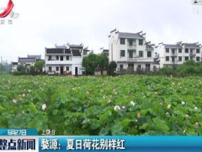 婺源：夏日荷花别样红