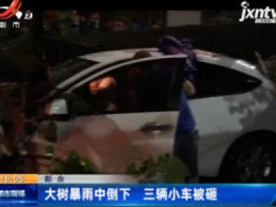 新余：大树暴雨中倒下 三辆小车被砸