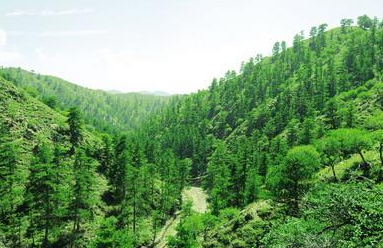今年起南昌开展促进现代林业高质量发展“六大行动”