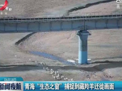 青海“生态之窗”捕捉到藏羚羊迁徙画面