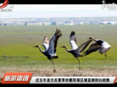 2015至2020年首次在夏季的鄱阳湖区域监测到白枕鹤