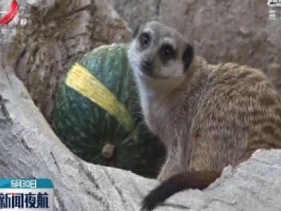 源自非洲的小獴与大象龟将在香港露面