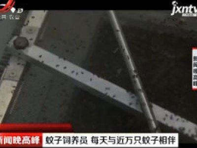 济南：蚊子饲养员 每天与近万只蚊子相伴