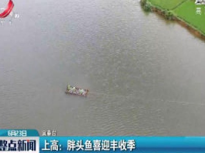 上高：胖头鱼喜迎丰收季
