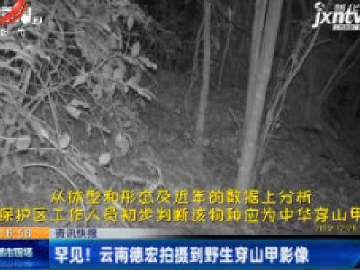 罕见！云南德宏拍摄到野生穿山甲影像