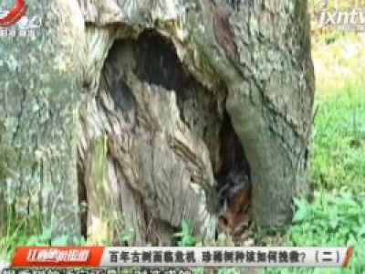 婺源：百年古树面临危机 珍稀树种该如何挽救?（二）