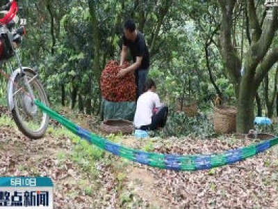广东茂名：多举措带动荔枝销售