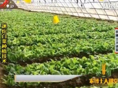 农博士大讲堂20200626 迷你白菜种植技术