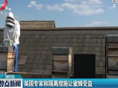 英国专家称隔离措施让蜜蜂受益
