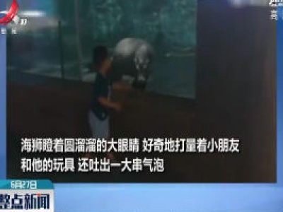 江苏：小朋友参观海底世界小海狮来互动
