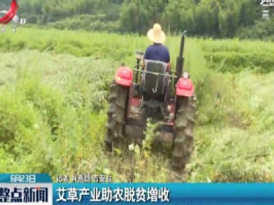 吉安：艾草产业助农脱贫增收