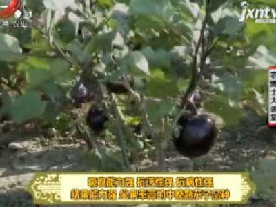 农博士大讲堂20200630 茄子栽培技术