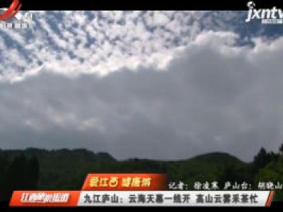 九江庐山：云海天幕一线开 高山云雾采茶忙