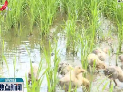 九江：推行稻鸭共作模式 水稻少用农药化肥