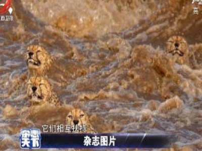 五只猎豹一起渡河 河水湍急相互扶持