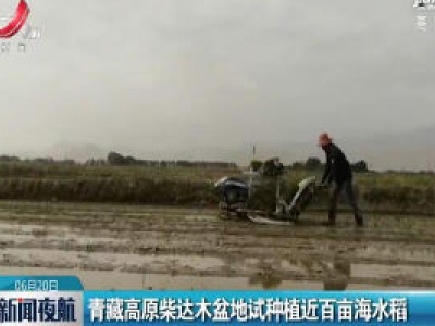 青藏高原柴达木盆地试种植近百亩海水稻