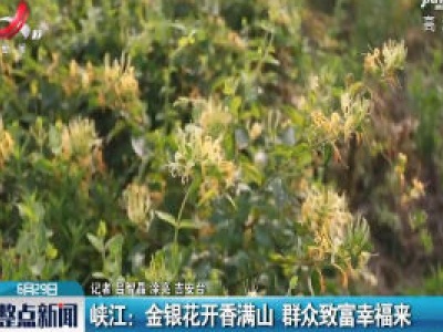 峡江：金银花开香满山 群众致富幸福来