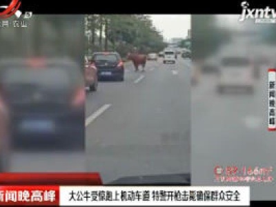 广西：大公牛受惊跑上机动车道 特警开枪击毙确保群众安全