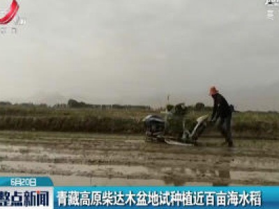 青藏高原柴达木盆地试种植近百亩海水稻