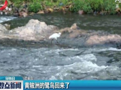 吉安：黄陂洲的鹭鸟回来了