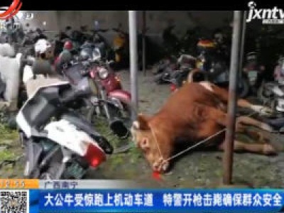 广西南宁：大公牛受惊跑上机动车道 特警开枪击毙确保群众安全