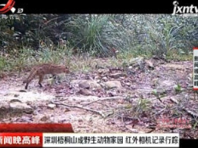 深圳梧桐山成野生动物家园 红外相机记录行踪