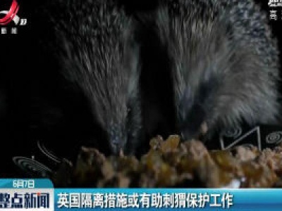 英国隔离措施或有助刺猬保护工作