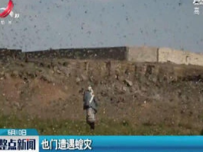 也门遭遇蝗灾