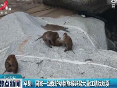 罕见！国家一级保护动物熊猴群聚大盈江嬉戏玩耍