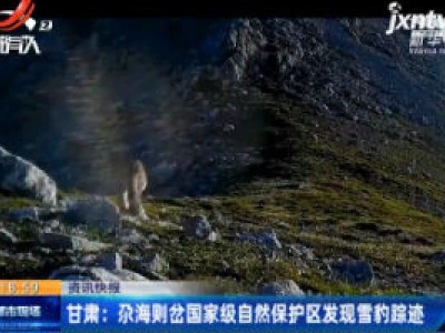 甘肃：尕海则岔国家级自然保护区发现雪豹踪迹