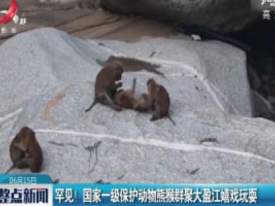 罕见！国家一级保护动物熊猴群聚大盈江嬉戏玩耍