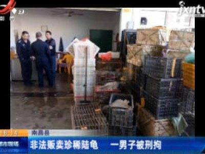 南昌县：非法贩卖珍稀陆龟 一男子被刑拘