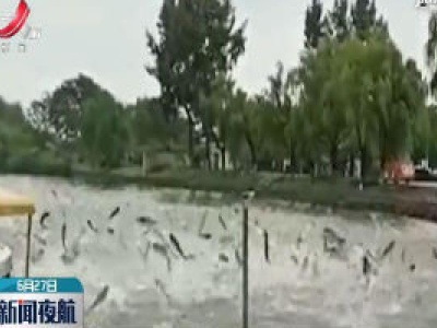 南京玄武湖现鱼跃现象