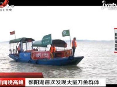 鄱阳湖首次发现大量刀鱼群体