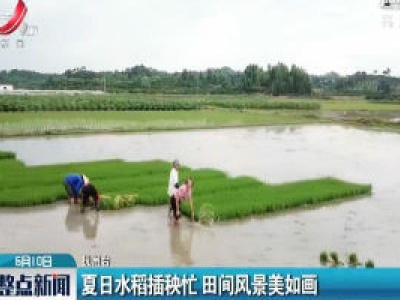 抚州：夏日水稻插秧忙 田间风景美如画