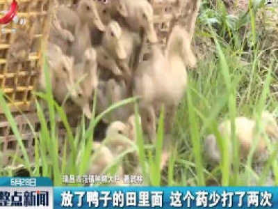 九江：推行稻鸭共作模式 水稻少用农药化肥
