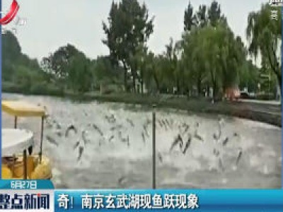 奇！南京玄武湖现鱼跃现象
