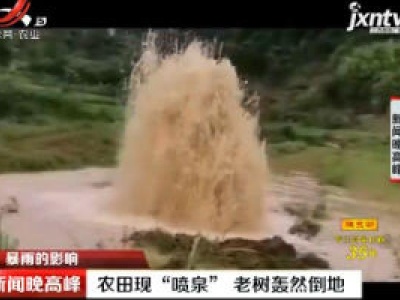 【暴雨的影响】重庆：农田现“喷泉” 老树轰然倒地