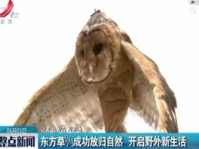 江西：东方草鸮成功放归自然 开启野外新生活