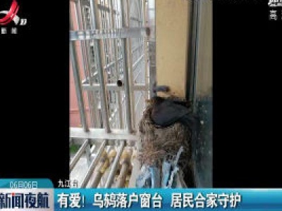 九江：有爱！乌鸫落户窗台 居民合家守护