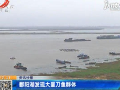 鄱阳湖发现大量刀鱼群体