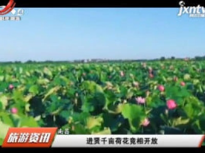 进贤千亩荷花竞相开放