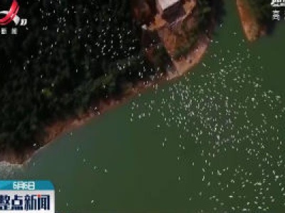 吉安：湘赣两省干年鸟道组建“护鸟红色联盟”
