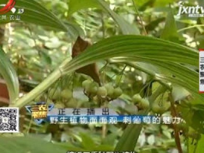 三农聚焦20200629 野生植物面面观 刺葡萄的魅力