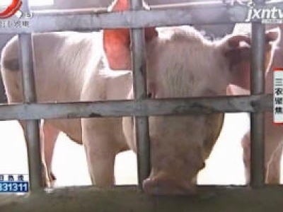 三农聚焦20200619 生猪养殖业如何突围