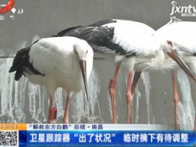 【“解救东方白鹳”后续】南昌：卫星跟踪器“出了状况” 临时摘下有待调整